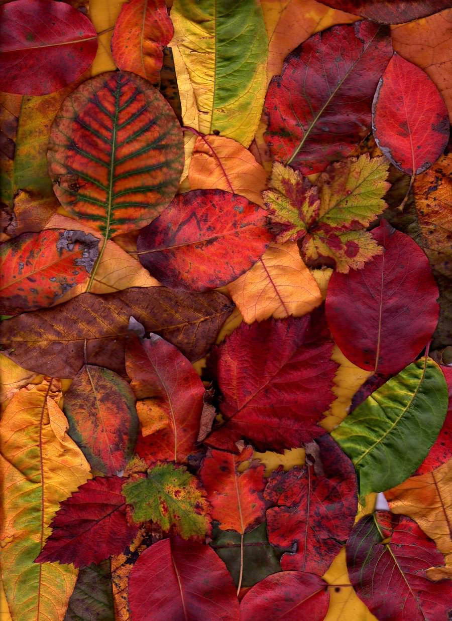 Free Autumn Texture For Download