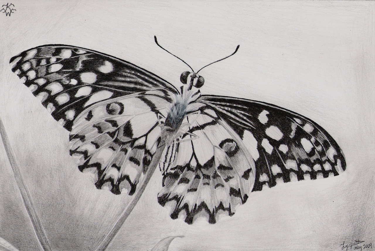 Free Butterfly Pencil Drawing