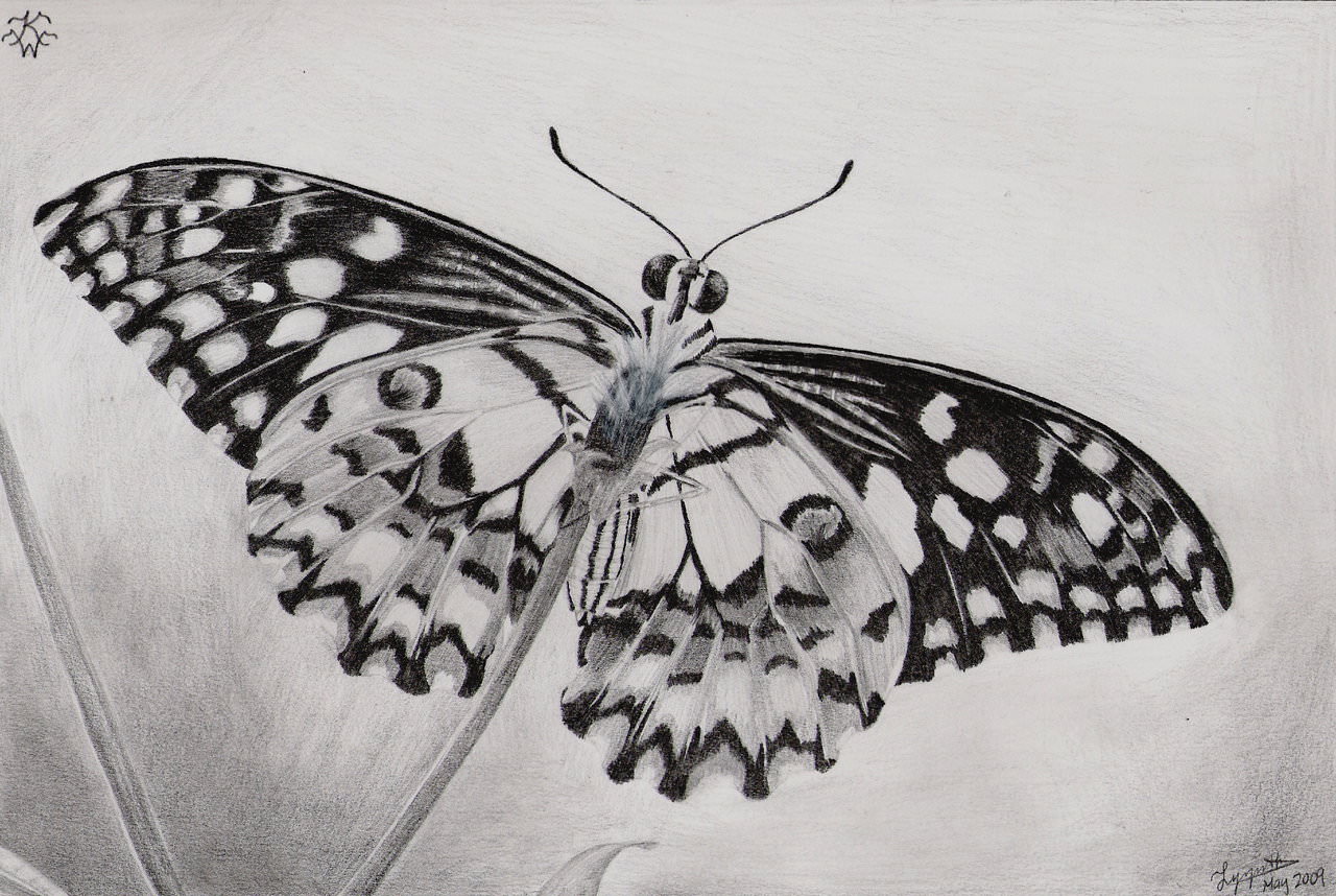 Free Butterfly Drawings In Ai