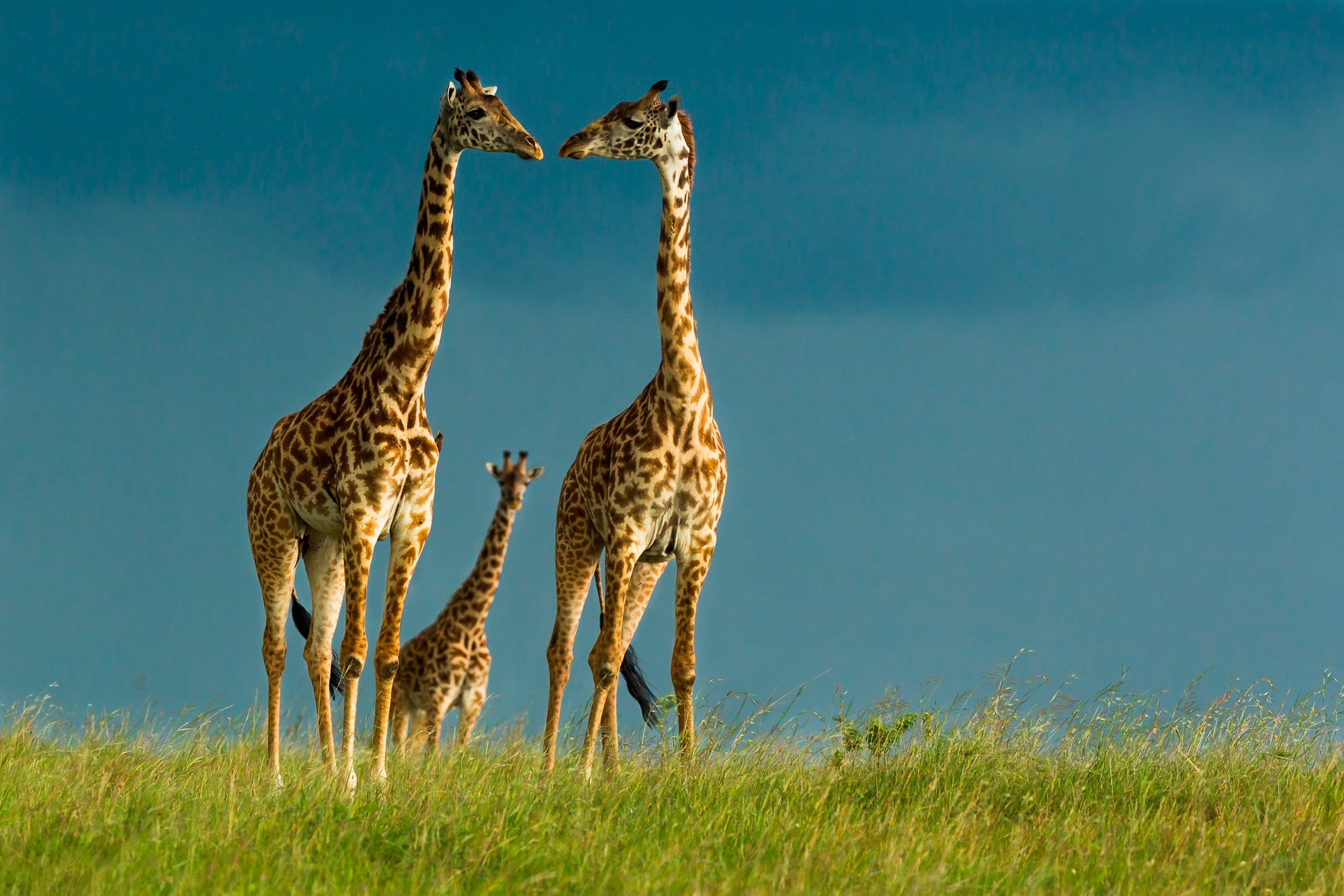 Free Giraffes Wallpaper For You