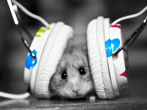 Funny Little Hamster Listening Music