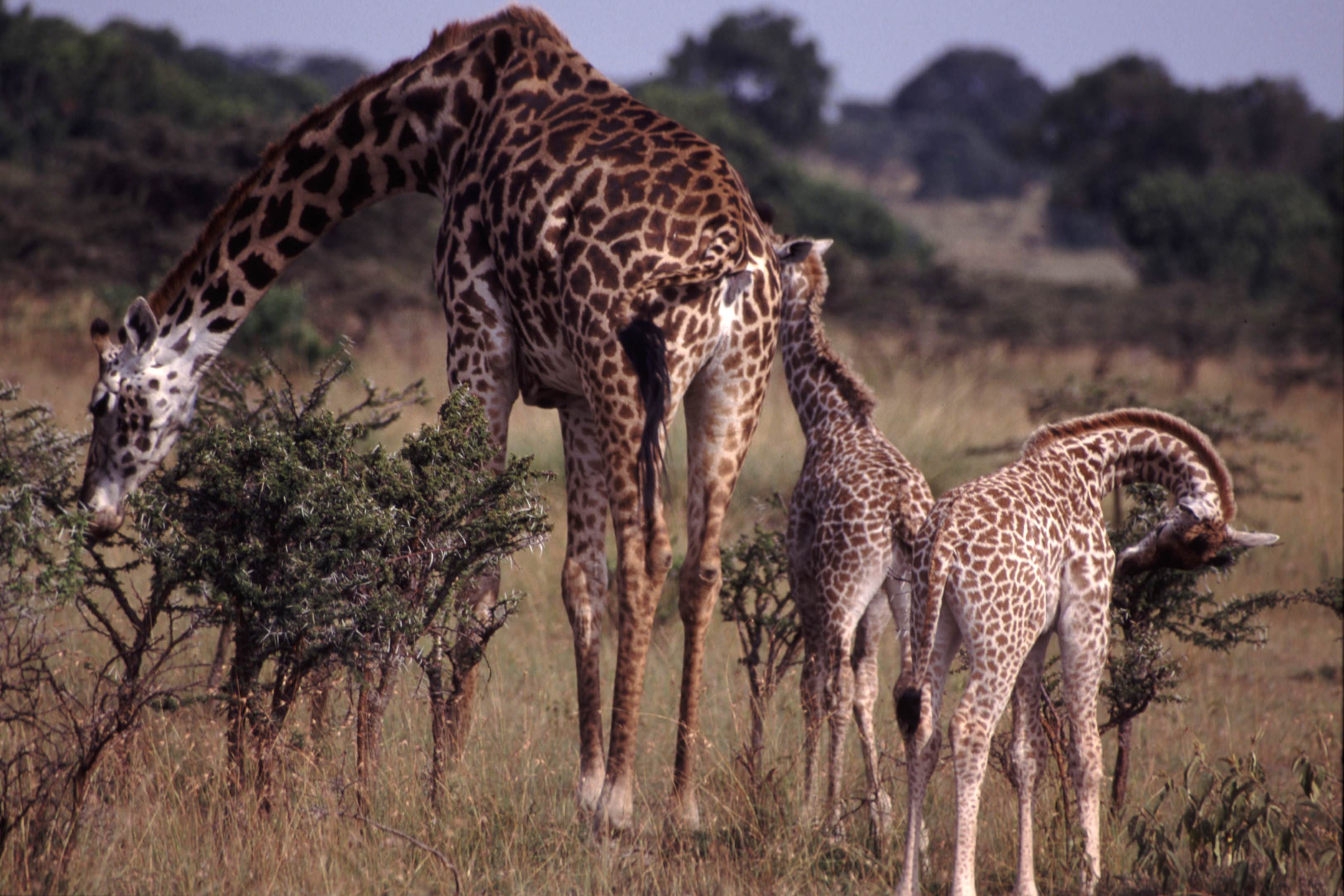 Giraffe Family Wallpaper