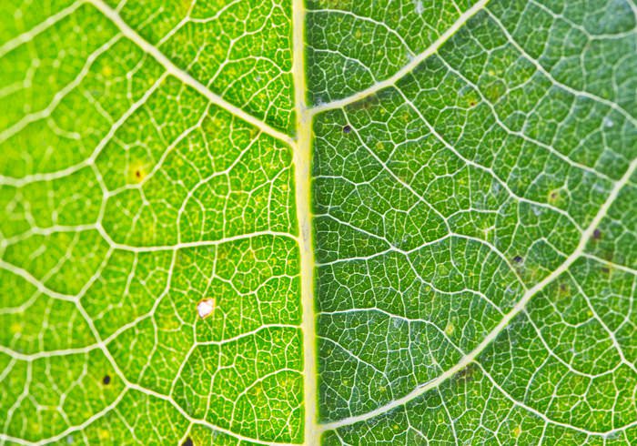 GreN leaf texture