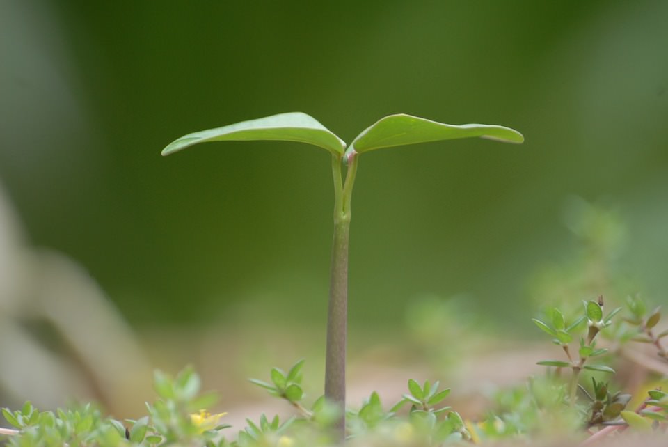 Green landscape Nature Background