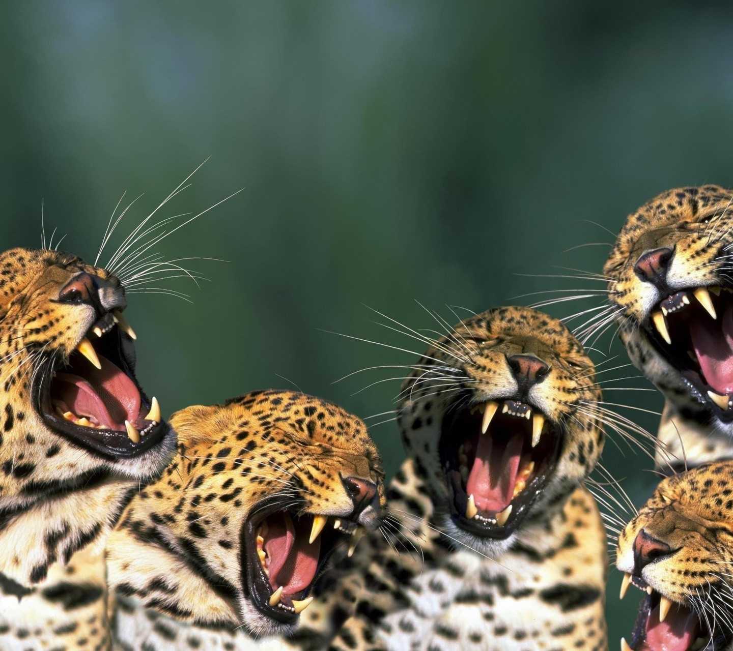 Happy Leopard Wallpaper