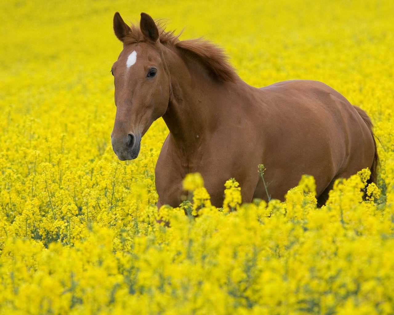 Hd Horse Wallpaper