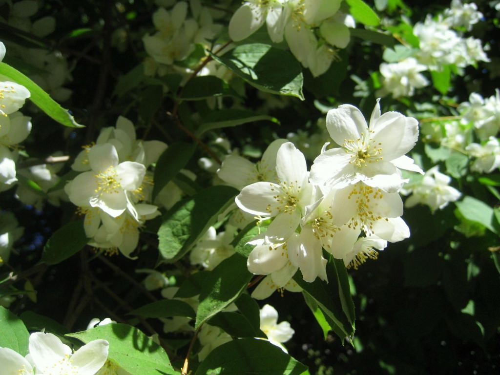 Jasmine Blossom Flower Wallpaper