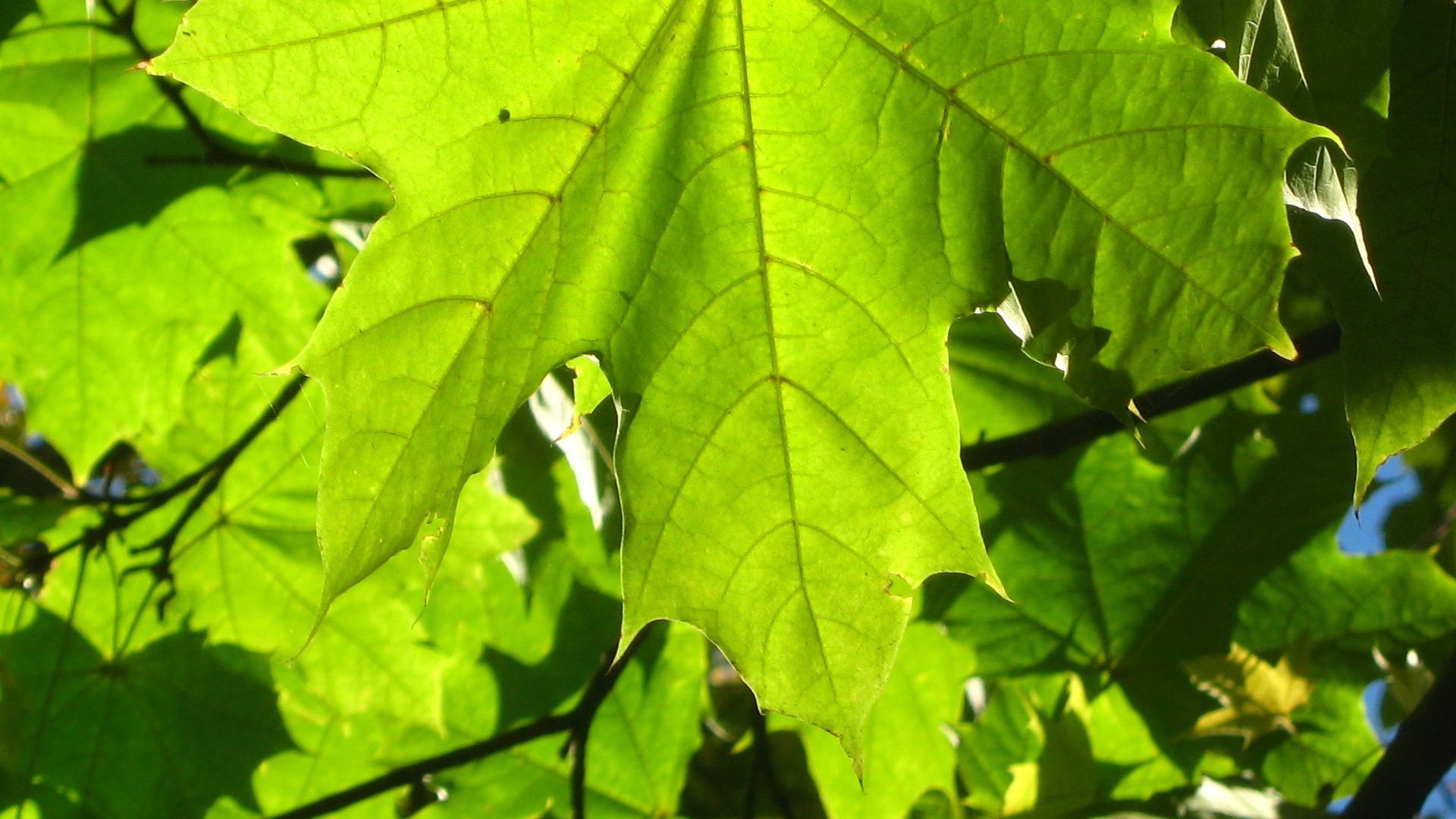 Leaf Veins Background