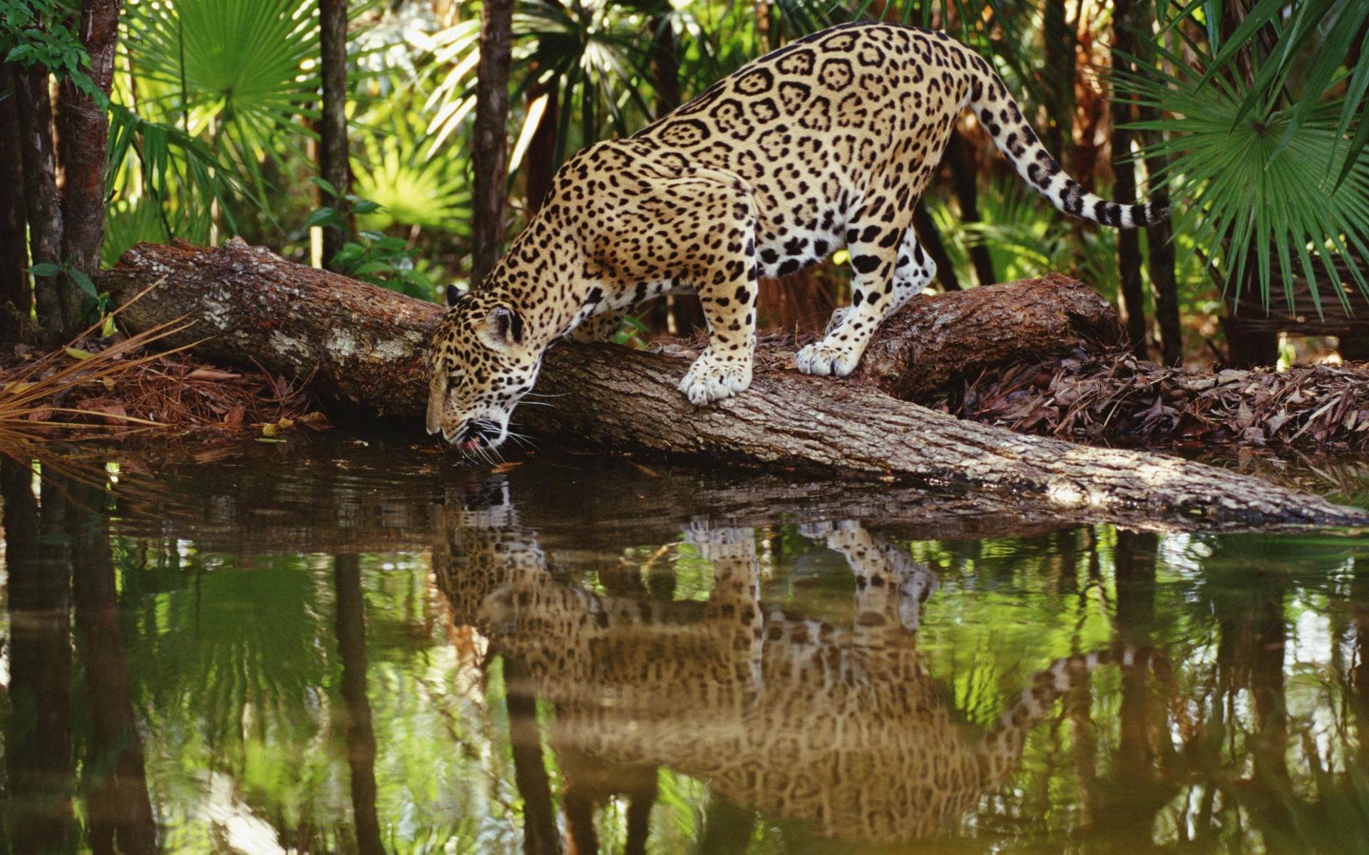 Leopard Drinking Water Wallpaper