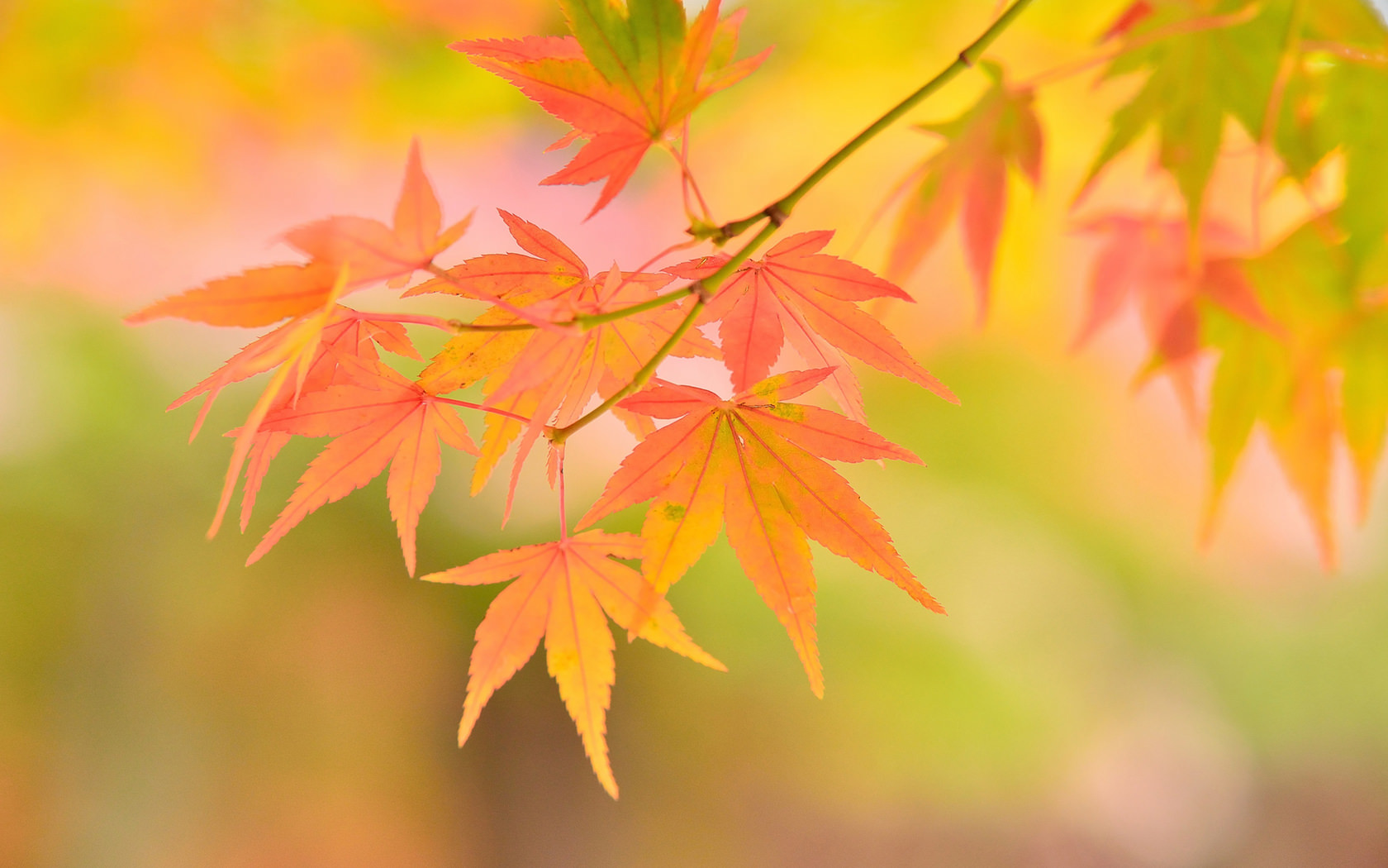 Light red Autmn Leaves Background