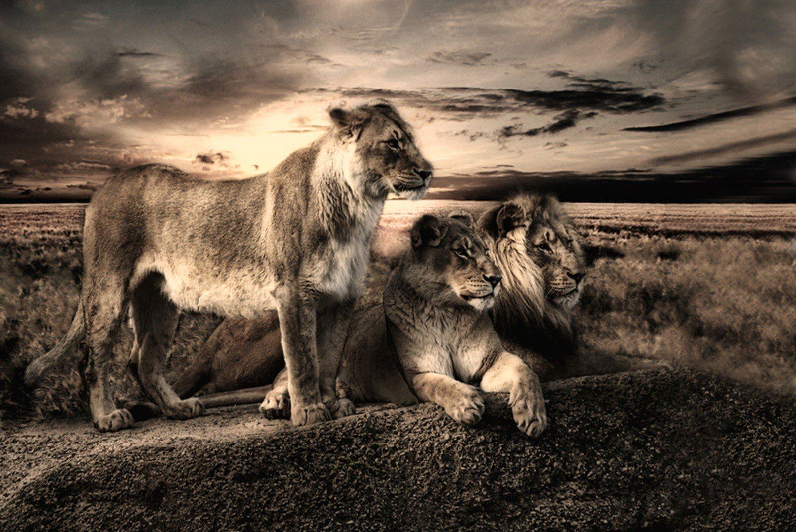 Lions Wallpaper For Download