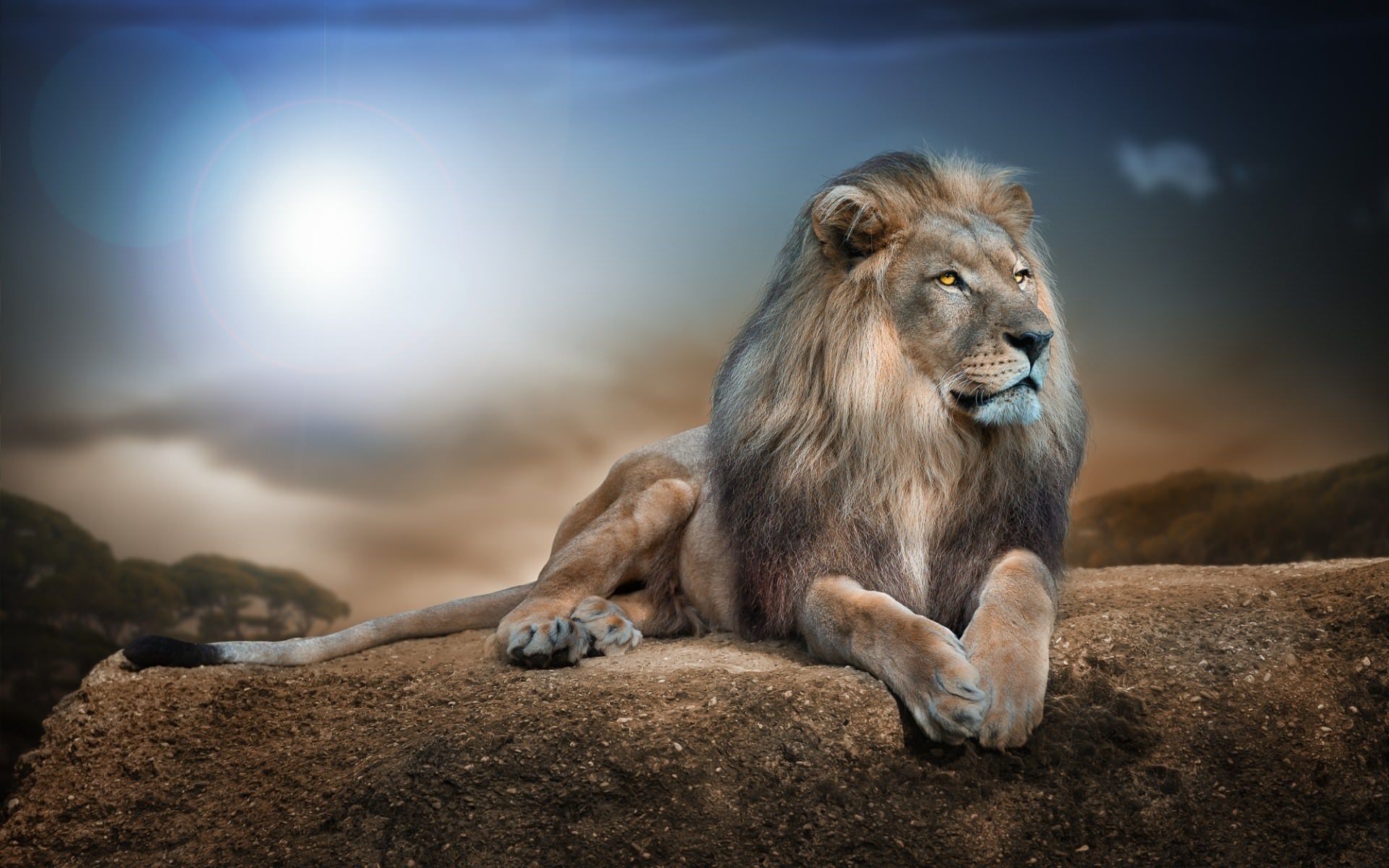 Majestic Lion Wallpaper