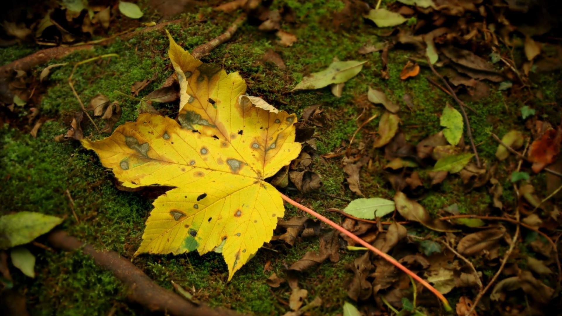 Moss Leaf Background