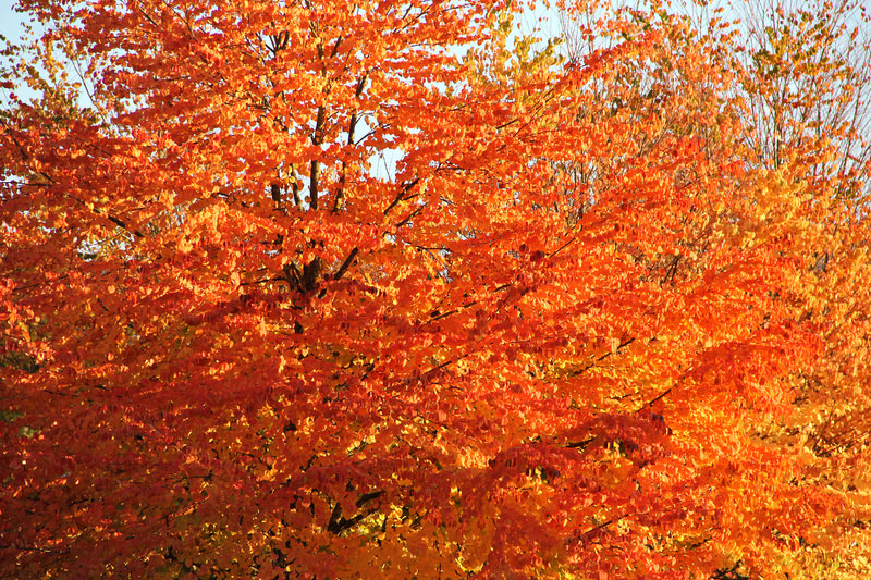 Orange Fall Texture Foe Download