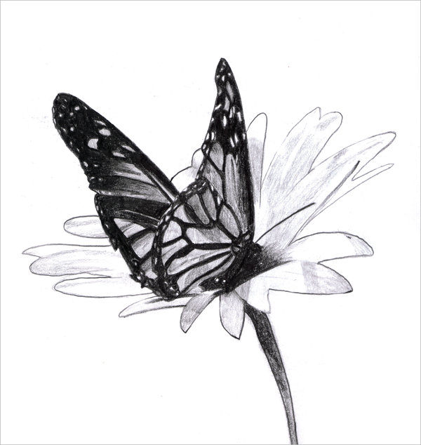 Outstanding Butterfly Drawing