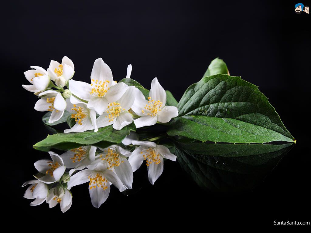 Outstanding Jasmine Flower Wallpaper