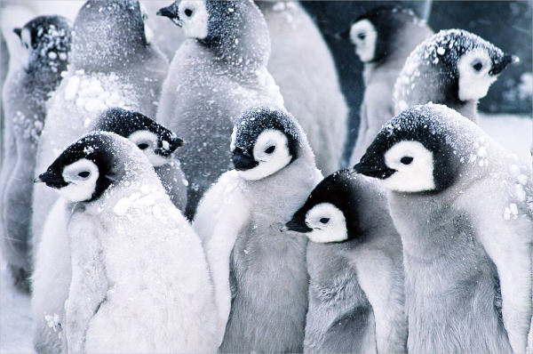 Penguin Family Wallpaper