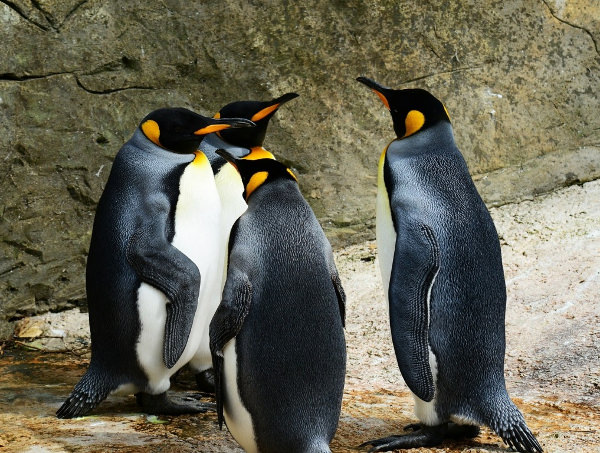 Penguin Meeting Wallpaper