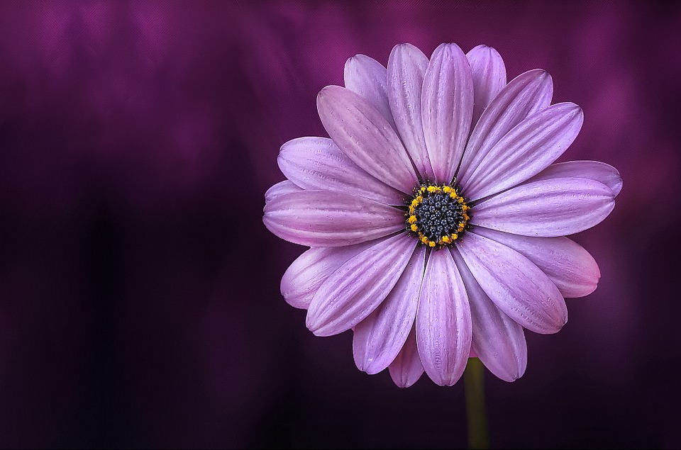 Purple Flower Background