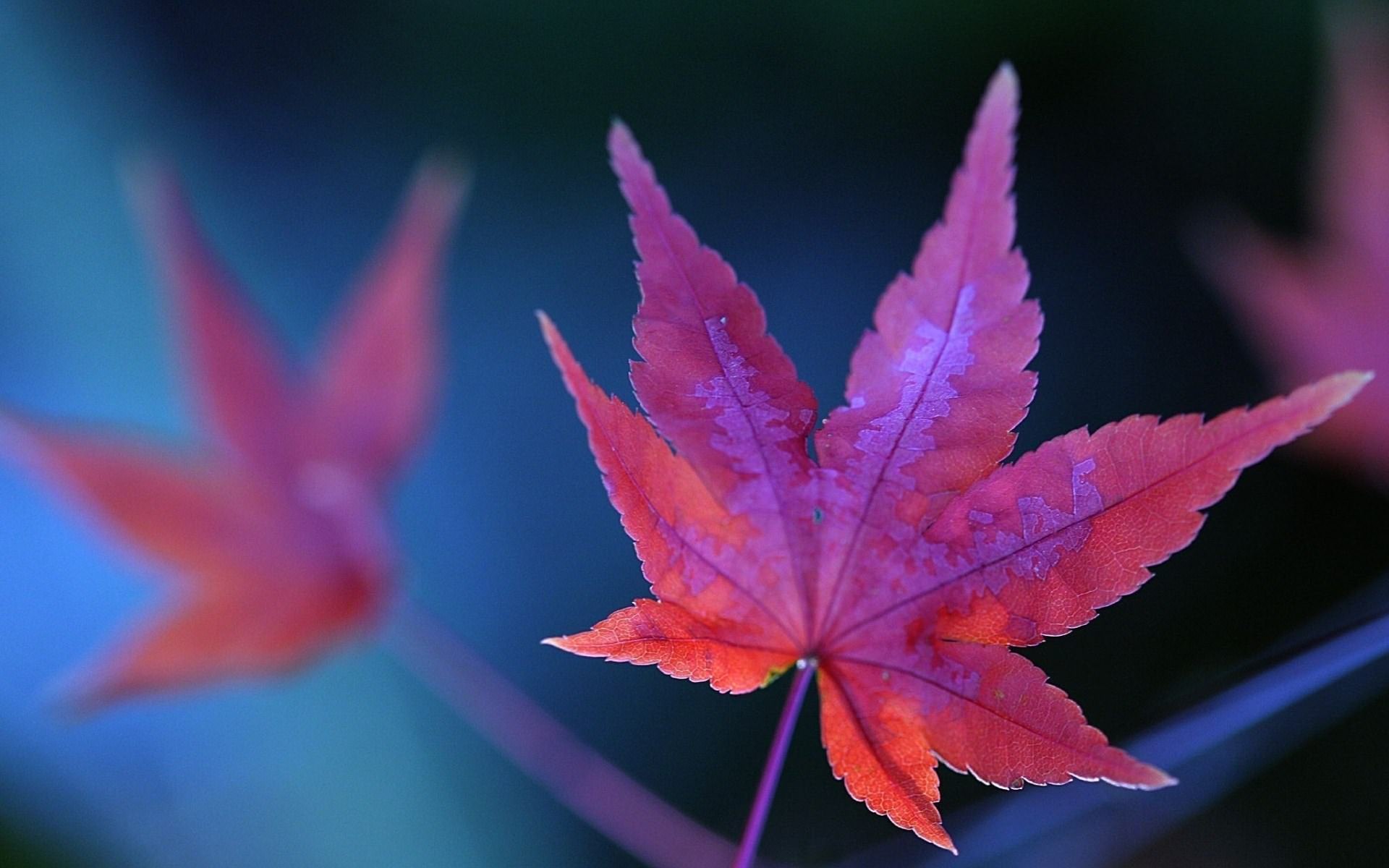 Purple Leaf Background