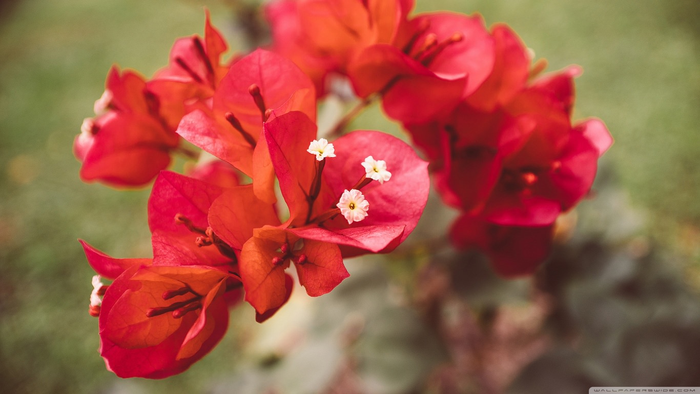 Red Bougainvillea Flowers Wallpaper