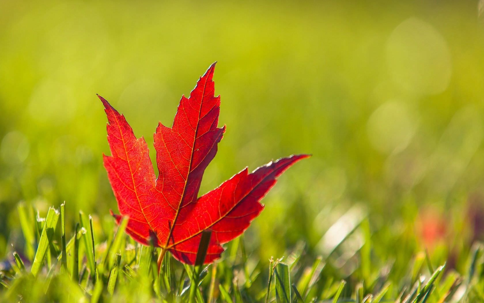 Red Leaf In Grass Background
