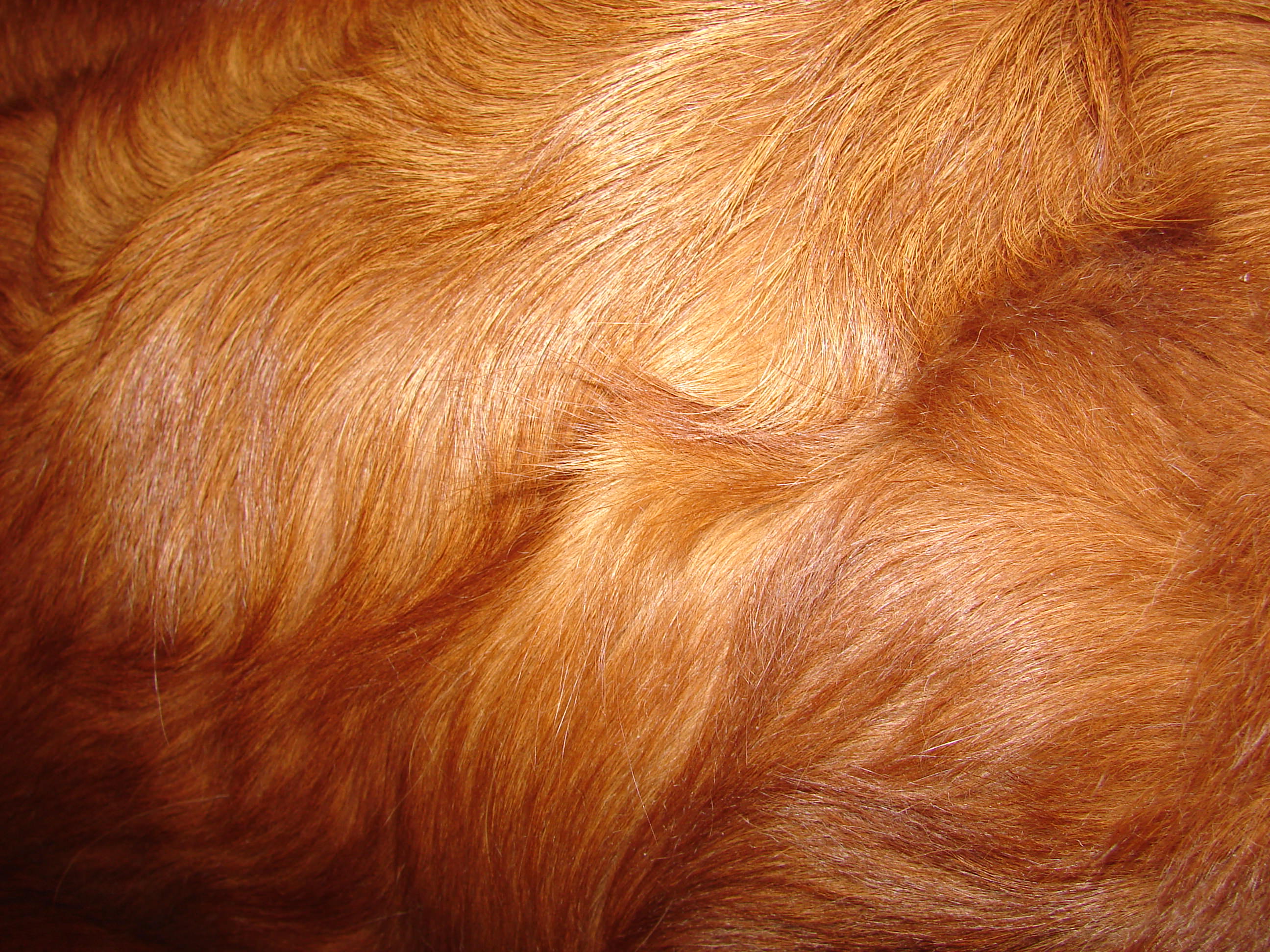 Red Retreiver Dog Fur Texture