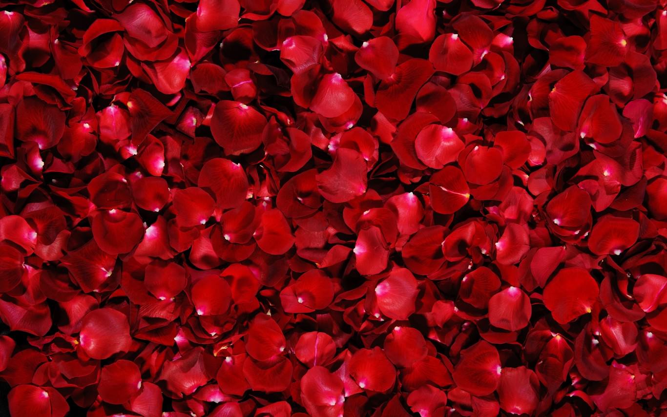 Red Rose Petals Wallpaper