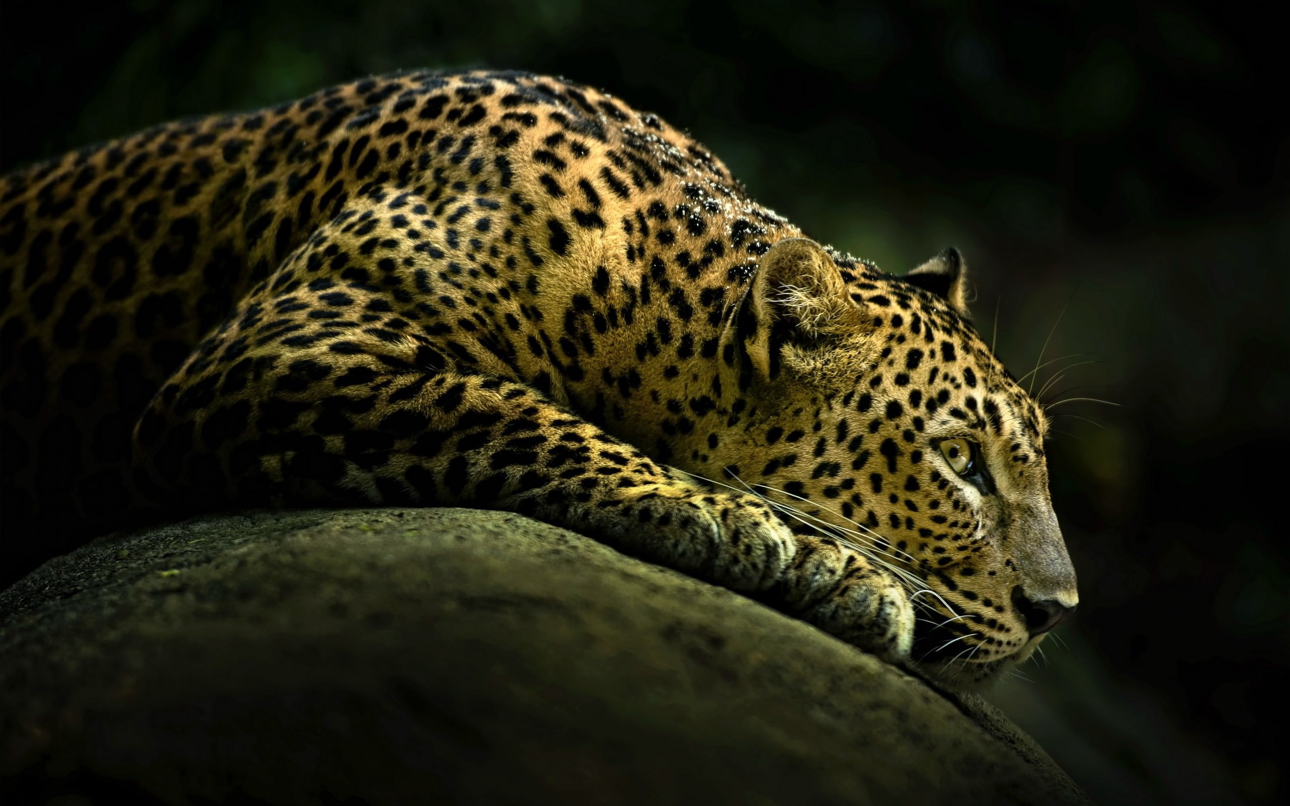 Resting Leopard Wallpaper