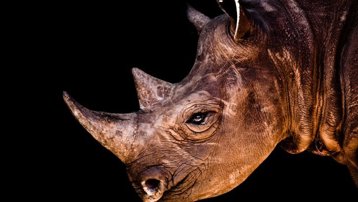 Rhinoceros Portrait Wallpaper