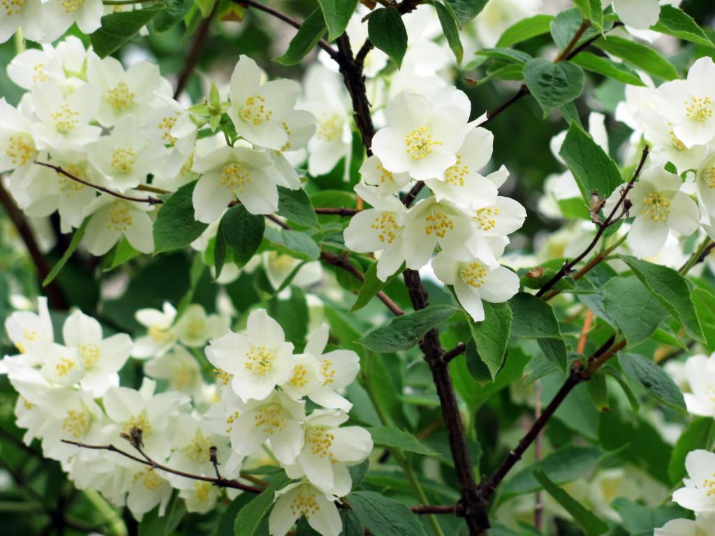 Spring Jasmine Flower Wallpaper