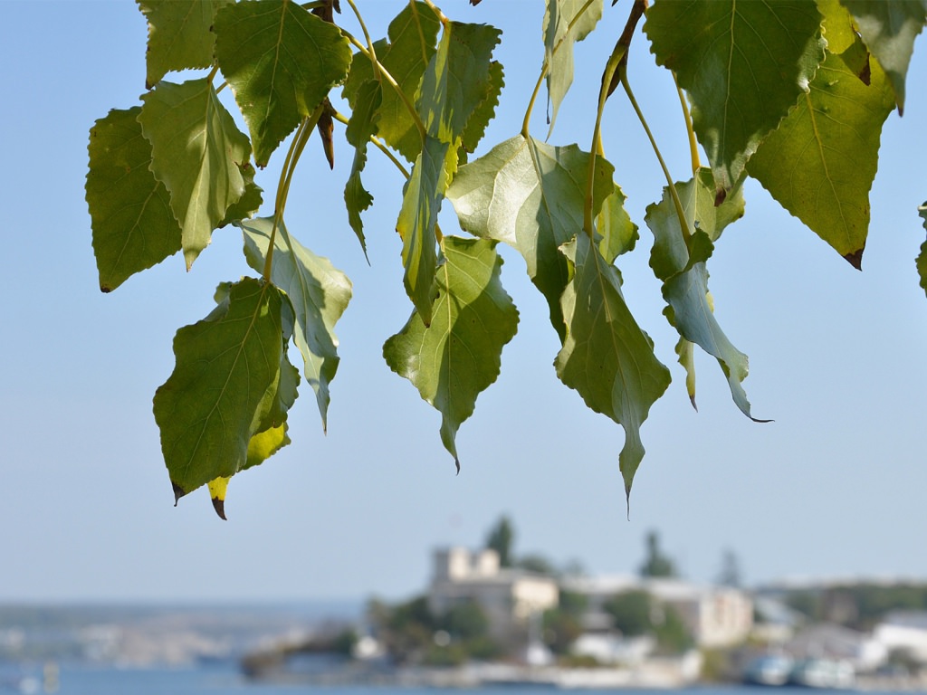 Summer Leaves Background