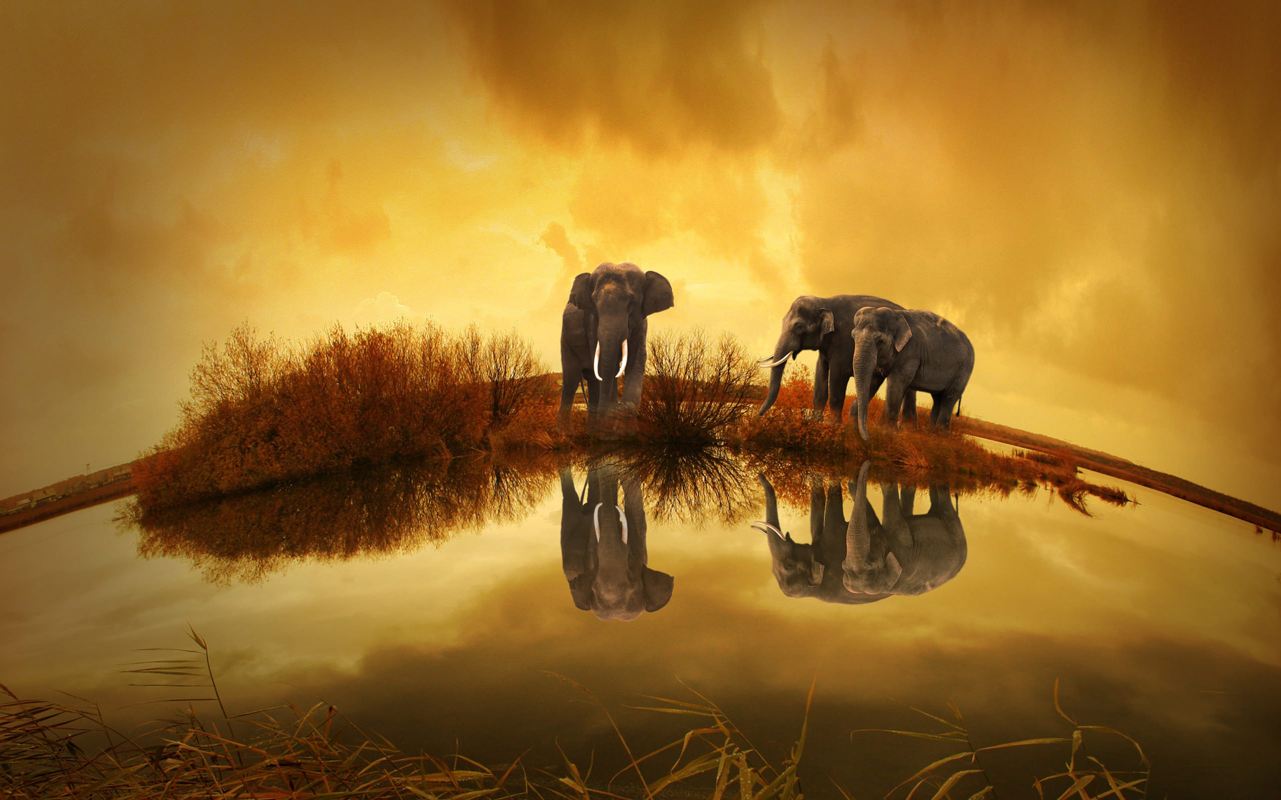 Thailand Elephants Wallpaper