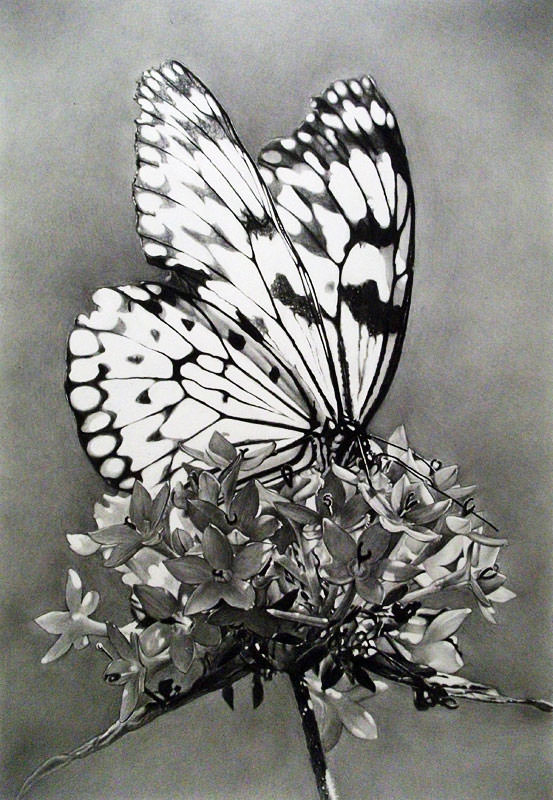 FREE 13 Butterfly Drawings in AI