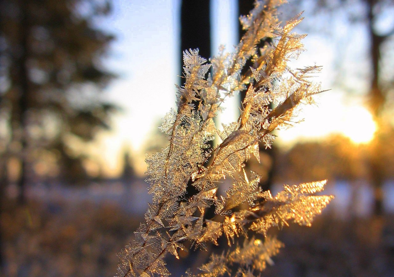 Tree Branch Crystal background