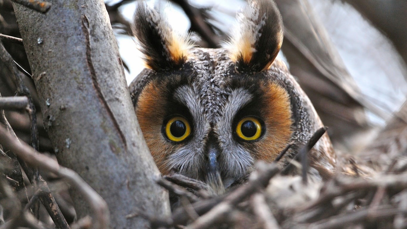 Watchful Eyes Owl Wallpaper