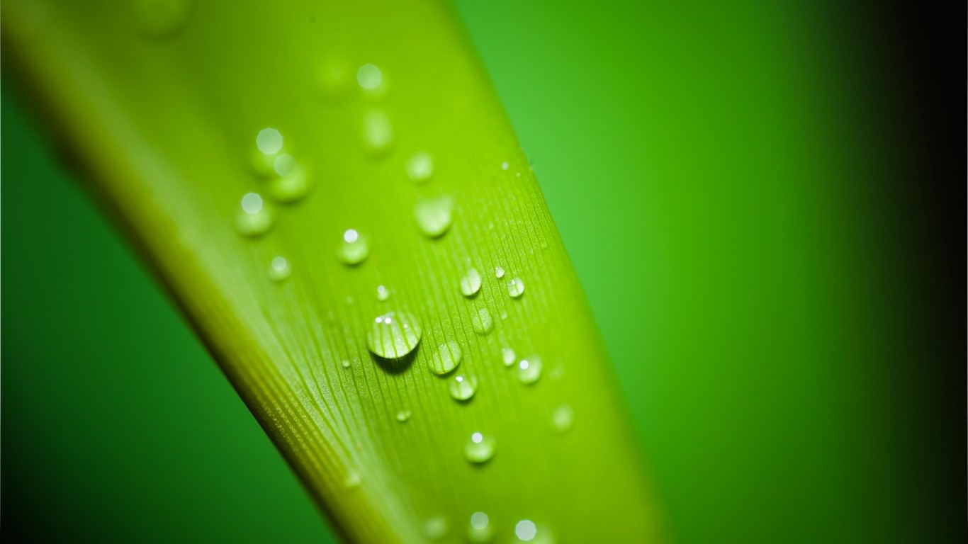 Water Drop Leaf Background