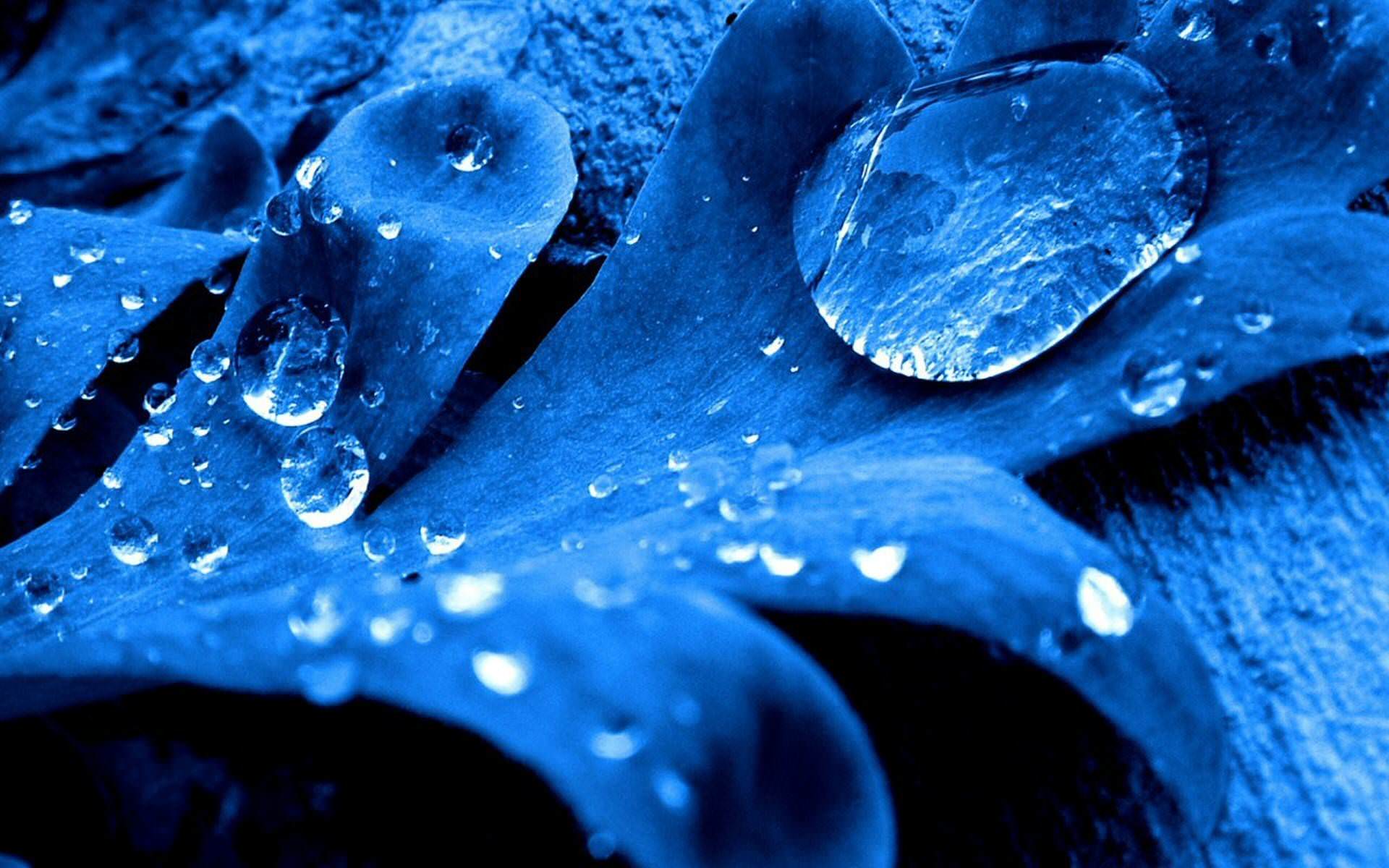 Water Drops Flower Wallpaper
