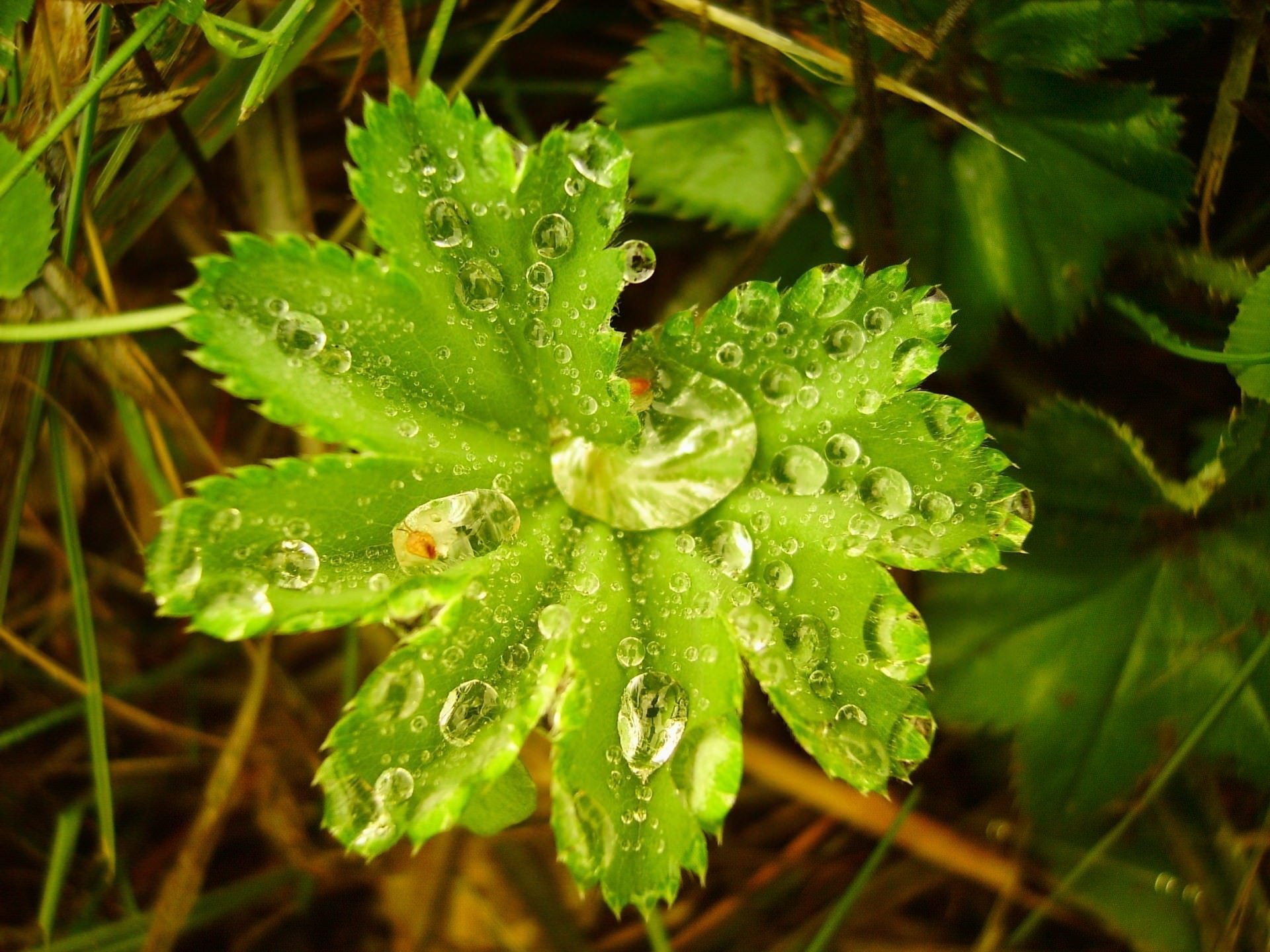 Water On Beautiful Tree Leaf