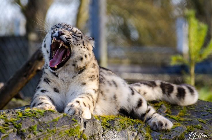 Wild Leopard Yawn Wallpaper