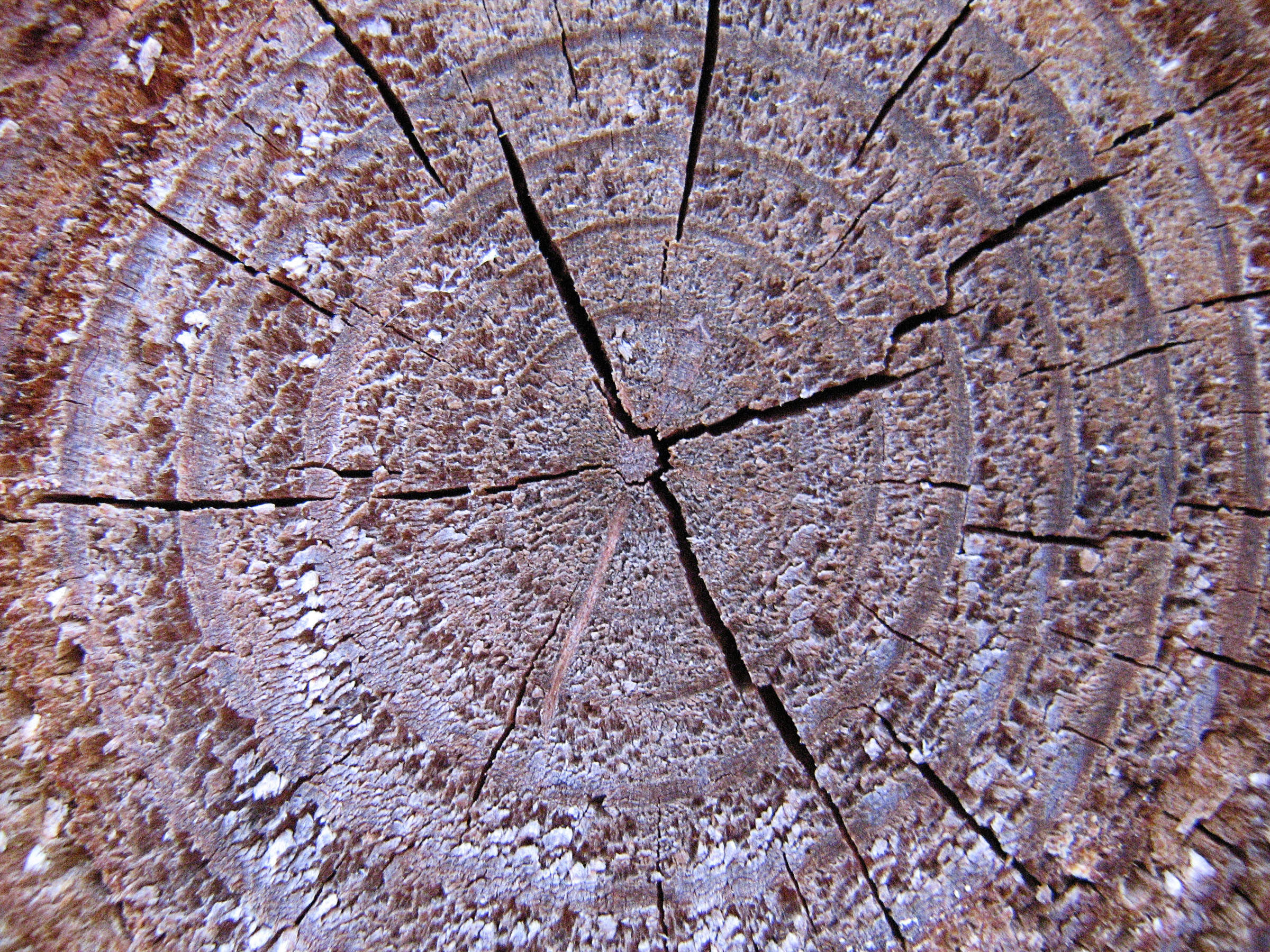 Wonderful Tree Rings Texture