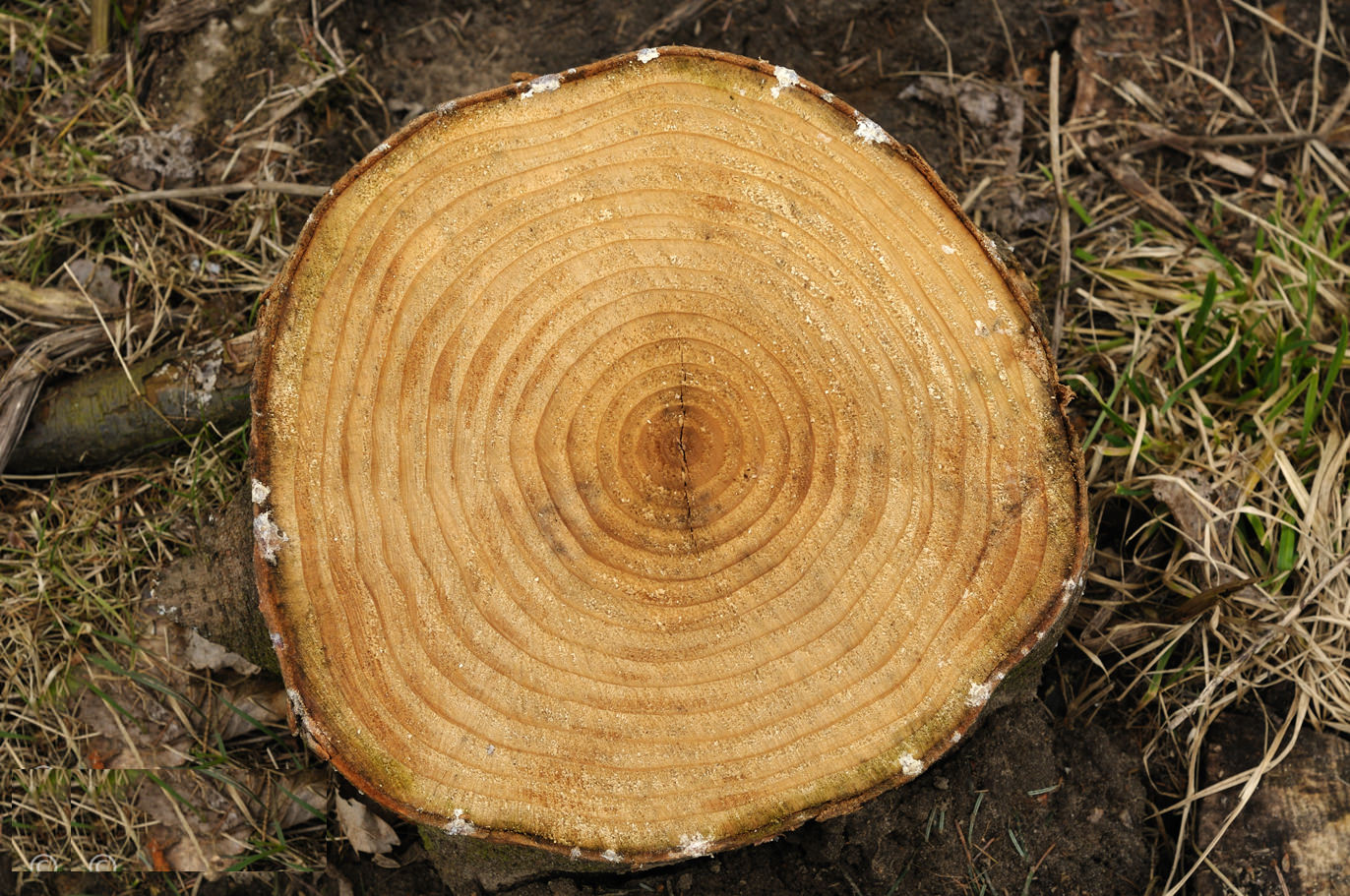 Wood Tree Growth Rings Texture
