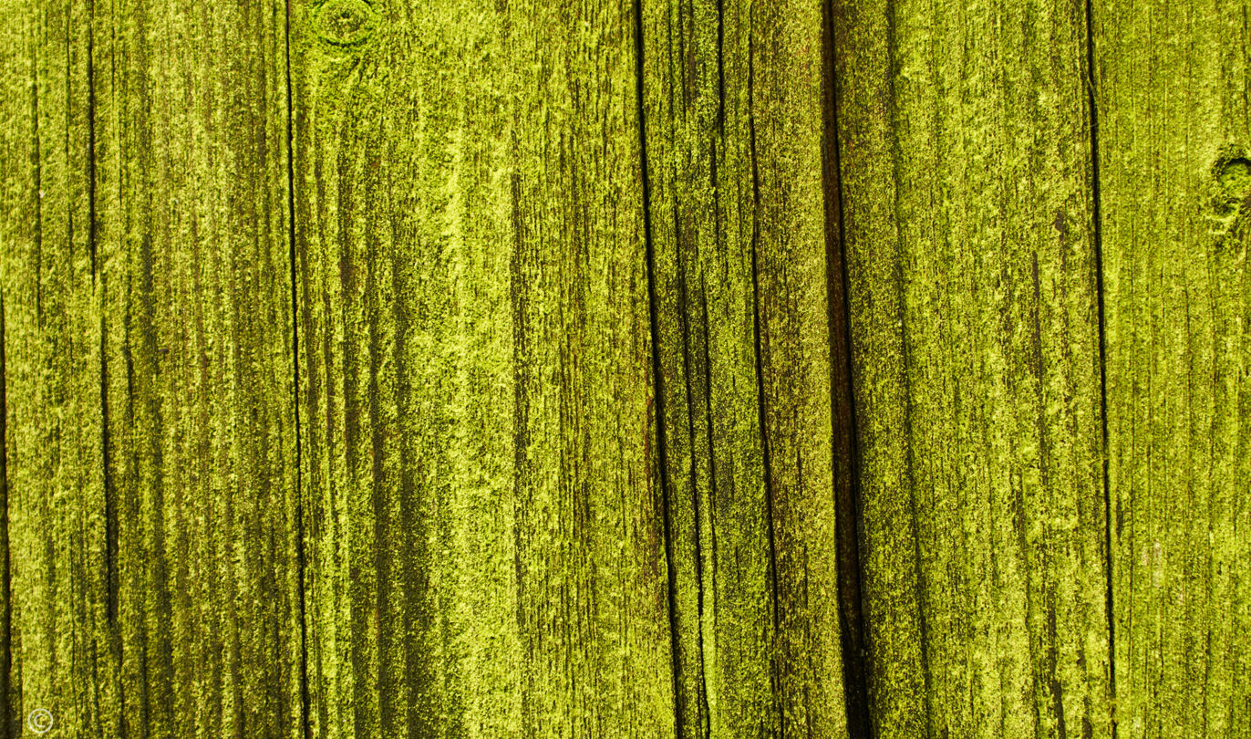 Wood Weathered Mossy Green Texture