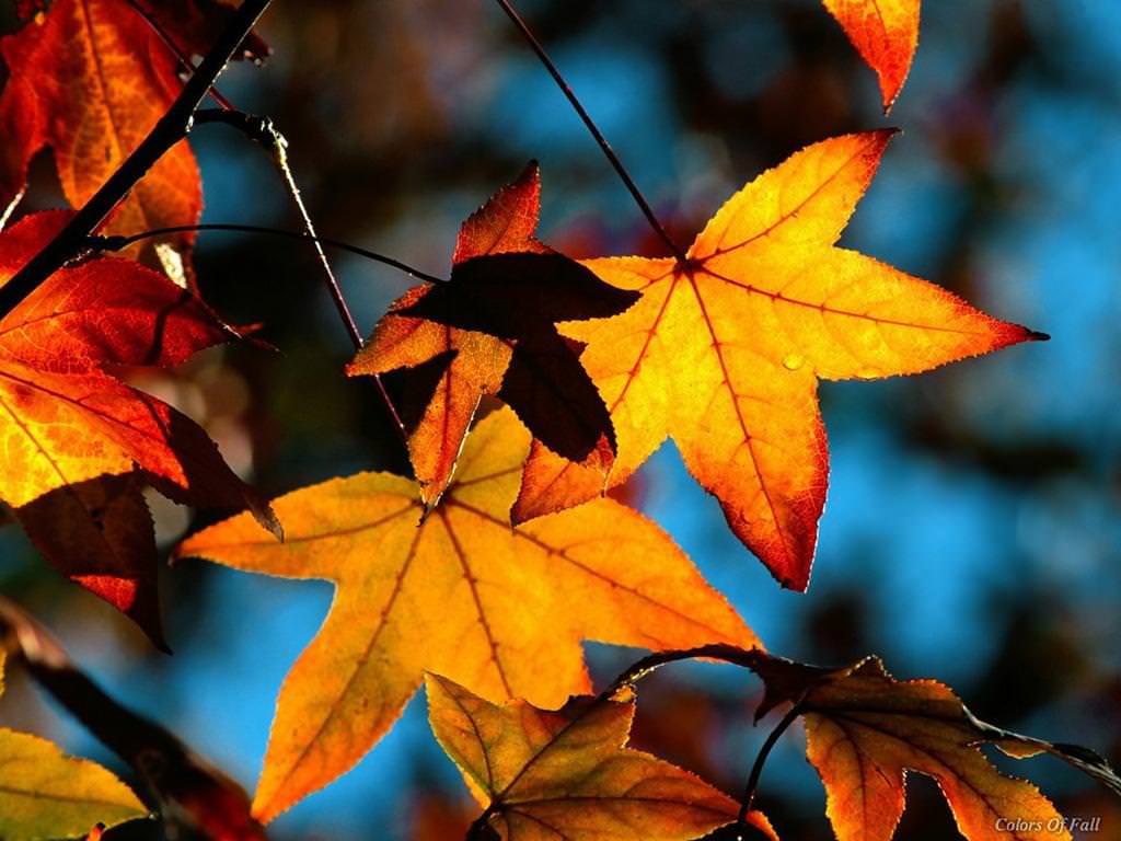 Yellow Leaves Background