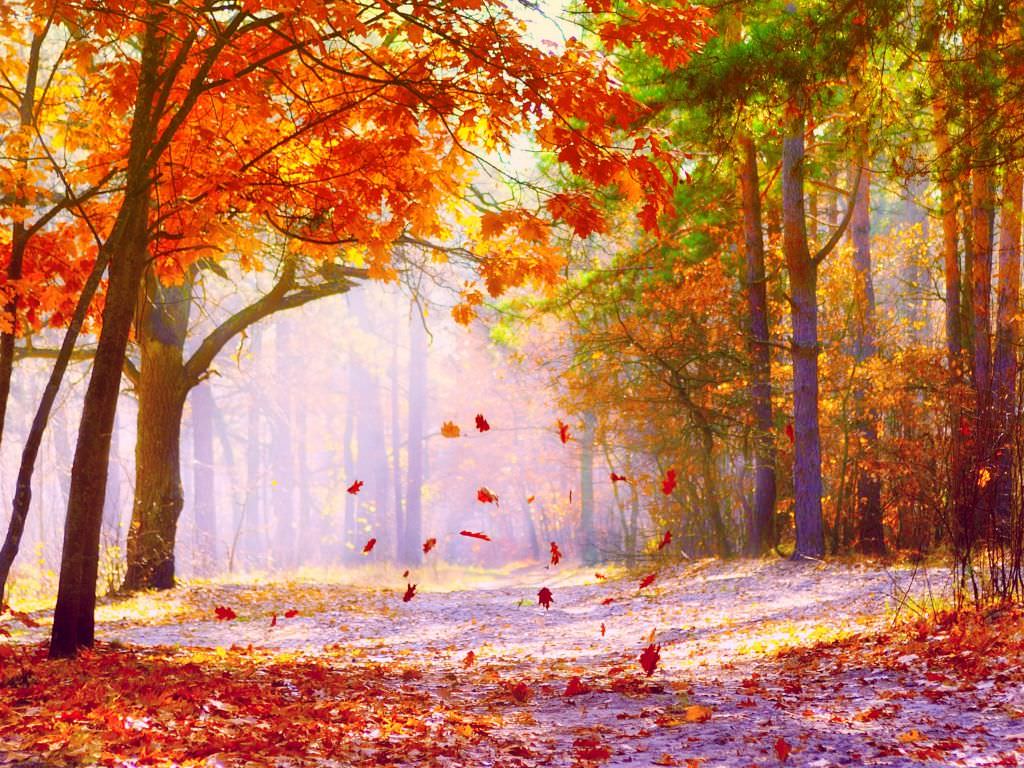 20 Fall Wallpapers Backgrounds Images FreeCreatives