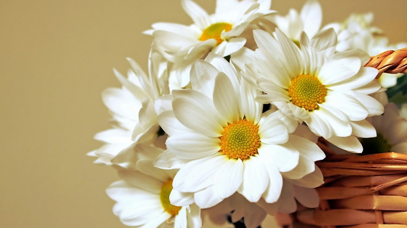 Abstract Daisy Flower Wallpapers