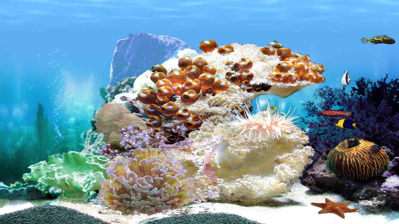 Aquarium Wallpaper For Free