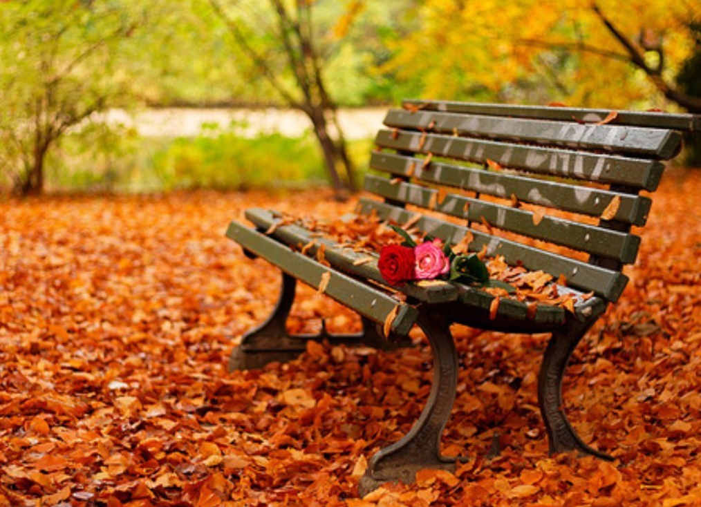 Autumn Bench Background