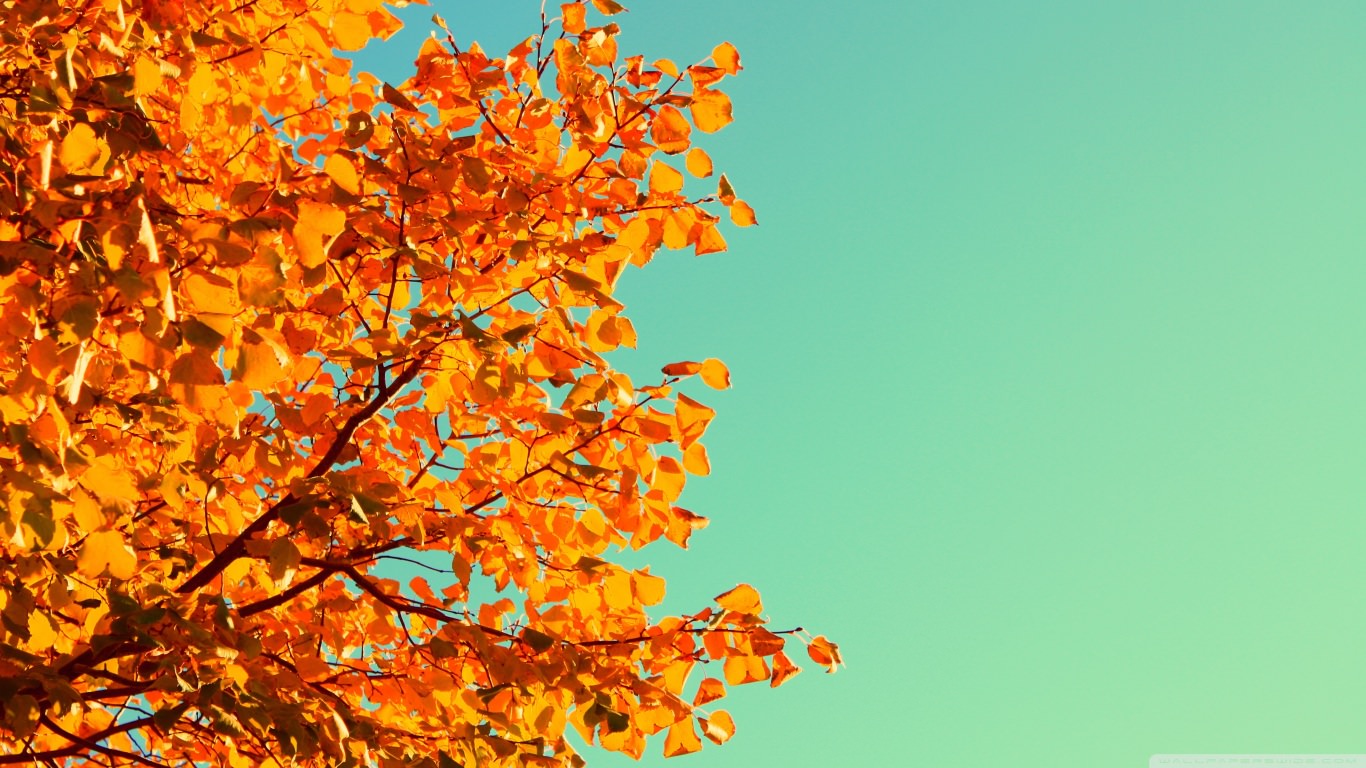Autumn Colors Photography Wallpaper