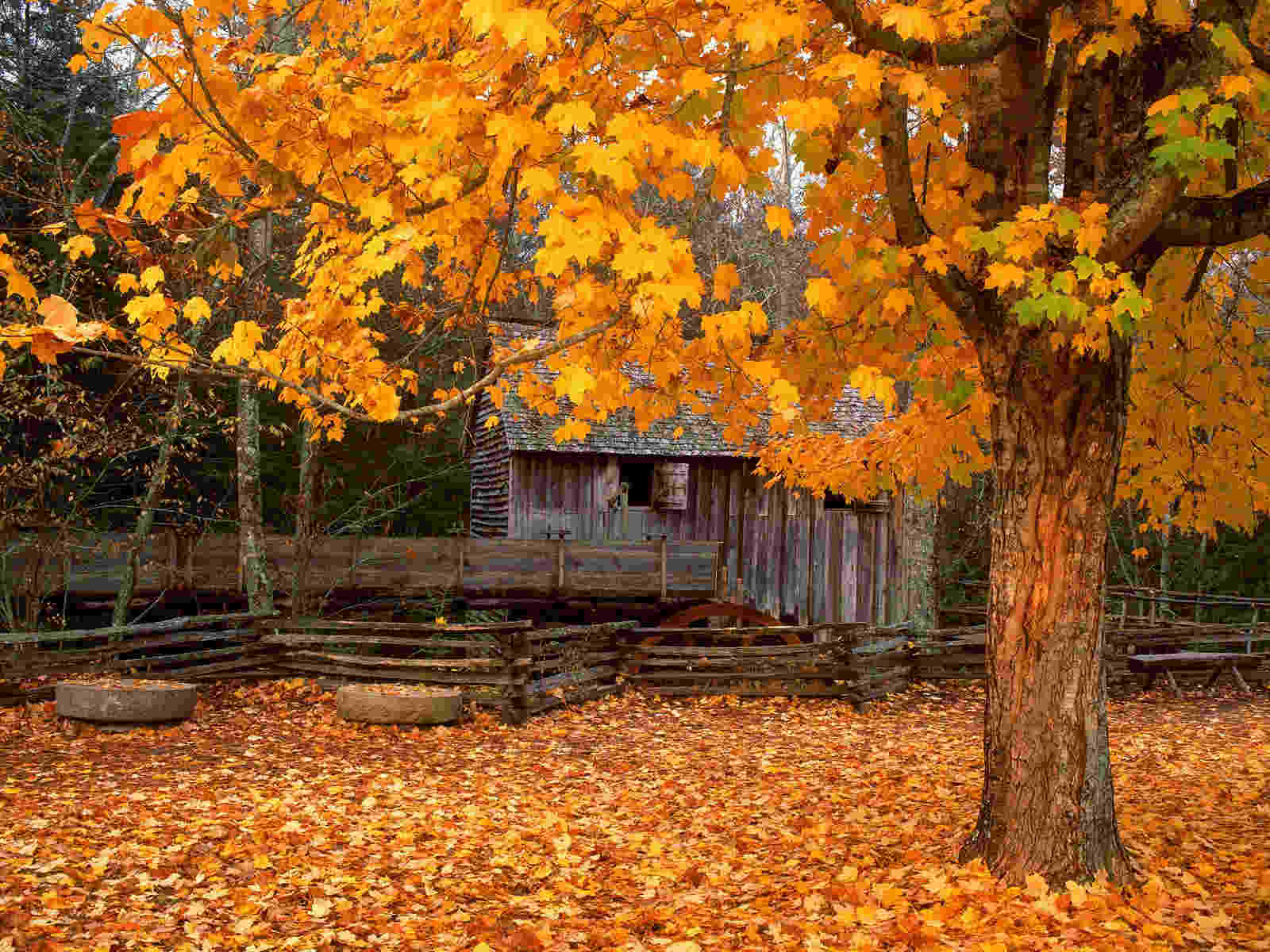 Autumn Earth Fall Background